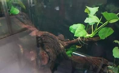 龍魚缸放清道夫，清道夫在龍魚缸中的作用