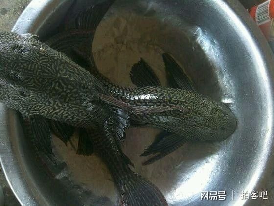 龍魚缸放清道夫，清道夫在龍魚缸中的作用