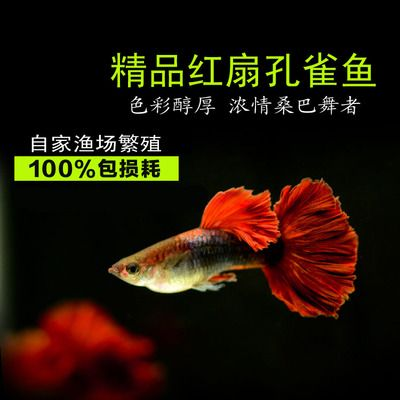 缸魚或魟魚多少錢一斤：缸魚和魟魚的價格