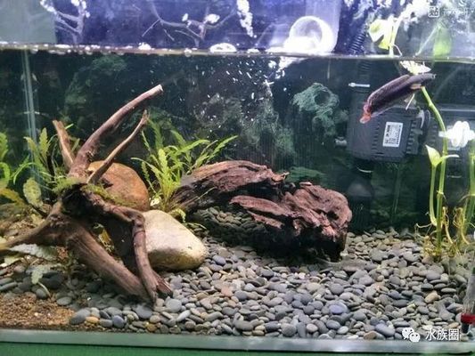 雷龍魚魚缸造景