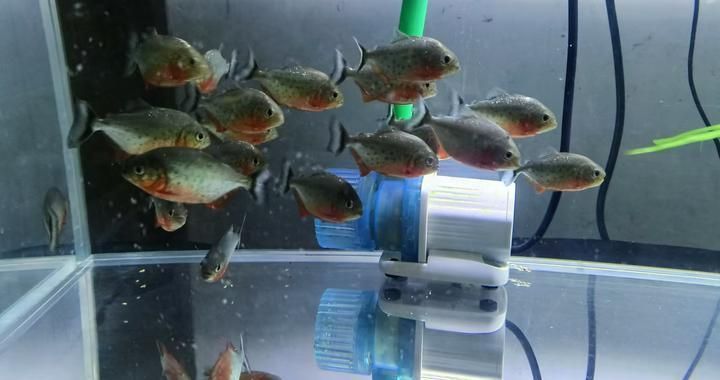 紅老虎魚繁殖后護(hù)理方法，紅老虎魚繁殖后水質(zhì)管理技巧
