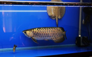 魟魚壽命能活多少年：魟魚的壽命一般在20-30年之間，最長壽命能活多少年