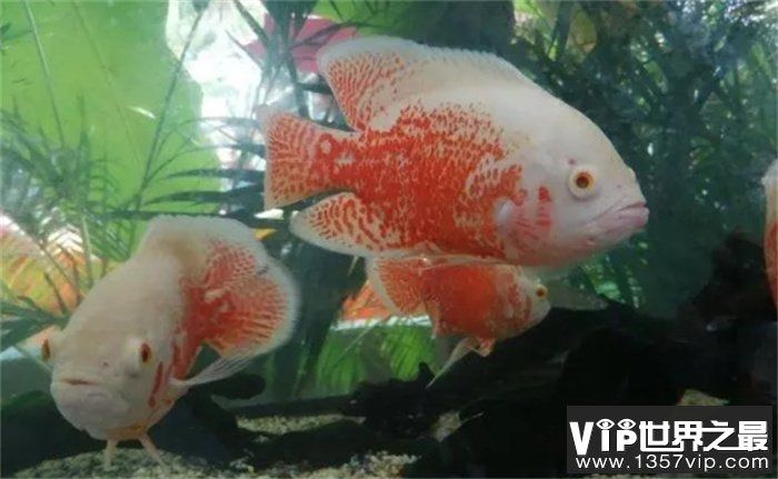 金龍魚能不能吃魚飼料和魚糧食