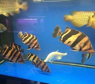 四紋虎魚品相鑒別技巧，四紋虎魚品相鑒賞要點