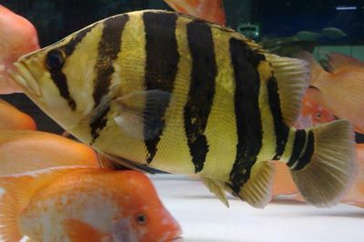 四紋虎魚品相鑒別技巧，四紋虎魚品相鑒賞要點