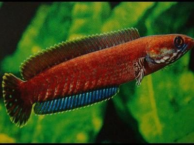 四紋虎魚品相鑒別技巧，四紋虎魚品相鑒賞要點