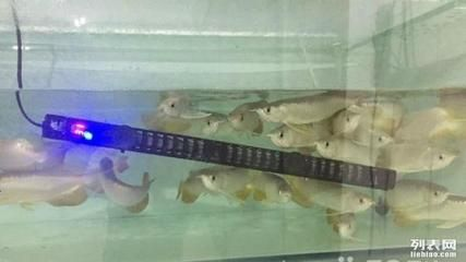 龍魚在哪里買便宜點(diǎn)，廣州花地灣龍魚市場地址龍巔商城龍魚品種介紹