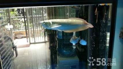 龍魚在哪里買便宜點(diǎn)，廣州花地灣龍魚市場地址龍巔商城龍魚品種介紹