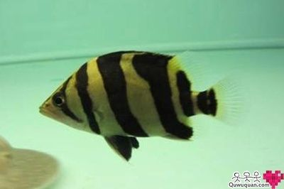 印尼三紋虎魚水質管理方法,印尼三紋虎魚水質管理方法:印尼三紋虎魚水質管理方法 虎魚百科 第3張 印尼三紋虎魚水質管理方法,印尼三紋虎魚水質管理方法:印尼三紋虎魚水質管理方法 印尼三紋虎魚水質管理方法,印尼三紋虎魚水質管理方法:印尼三紋虎魚水質管理方法 虎魚百科 第3張