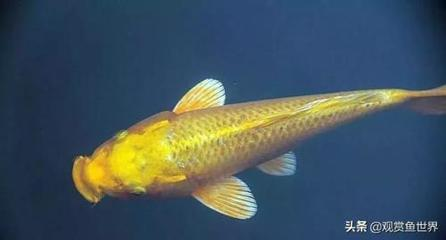 龍魚爛鰭怎么回事兒圖片大全視頻：龍魚爛鰭之謎，探尋原因與解決之道