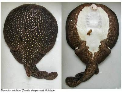 魟魚分幾種血統類型：魟魚的主要血統類型及其特點