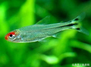 龍魚老是頂魚缸蓋怎么回事：龍魚老是頂魚缸蓋，背后的原因與應(yīng)對之策