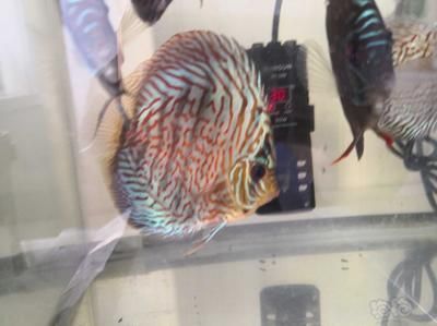 朱巴利魚與七彩神仙魚混養效果，朱巴利魚與七彩神仙魚混養效果如何