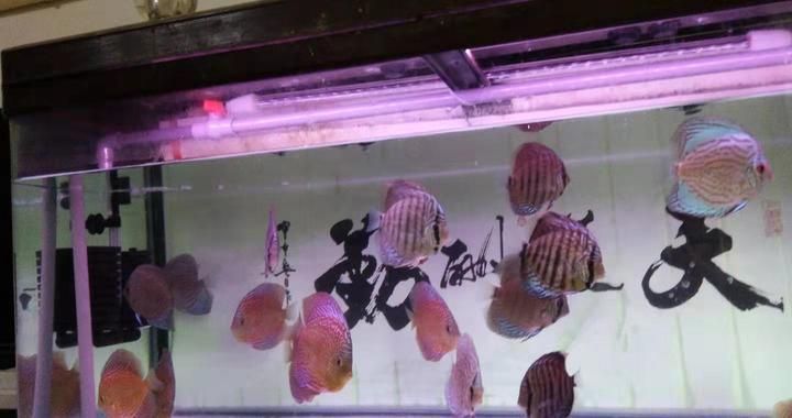 朱巴利魚與七彩神仙魚混養效果，朱巴利魚與七彩神仙魚混養效果如何