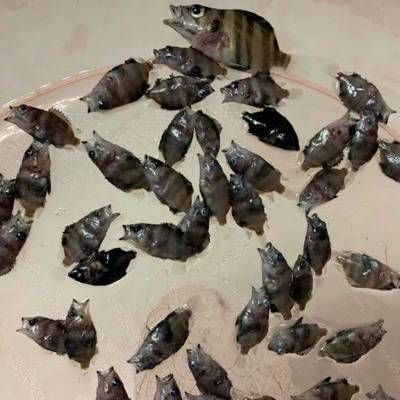 如何減少虎魚應(yīng)激反應(yīng)，減少虎魚應(yīng)激反應(yīng)的方法