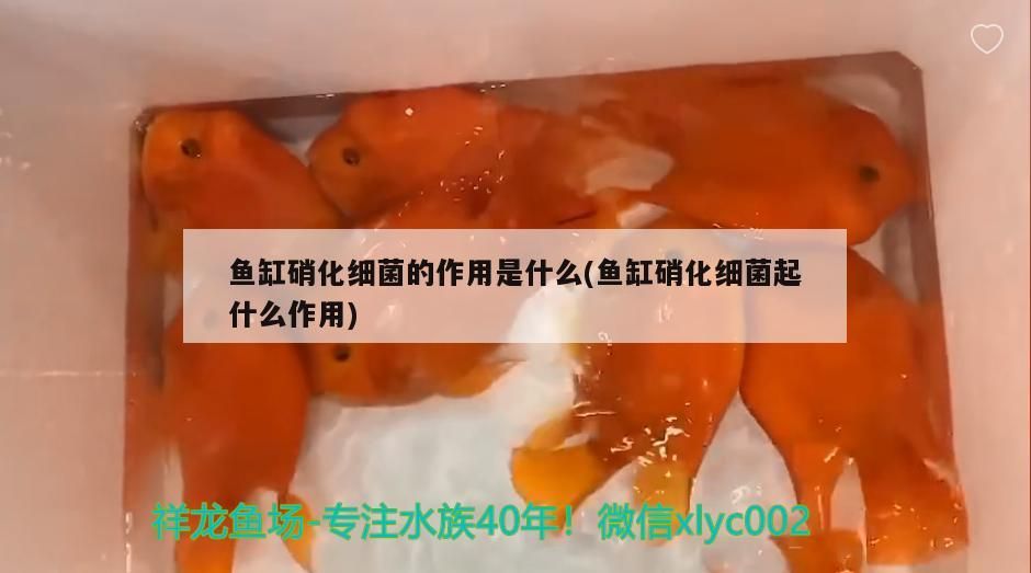 魚缸里養幾條黑色的魚好（魚缸里面養幾條黑魚吉利）