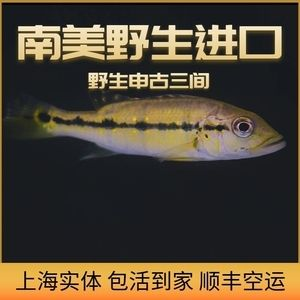 申古三間魚混養伴侶選擇,申古三間魚混養水質管理技巧 虎魚百科 第6張 申古三間魚混養伴侶選擇,申古三間魚混養水質管理技巧 申古三間魚混養伴侶選擇,申古三間魚混養水質管理技巧 虎魚百科 第6張