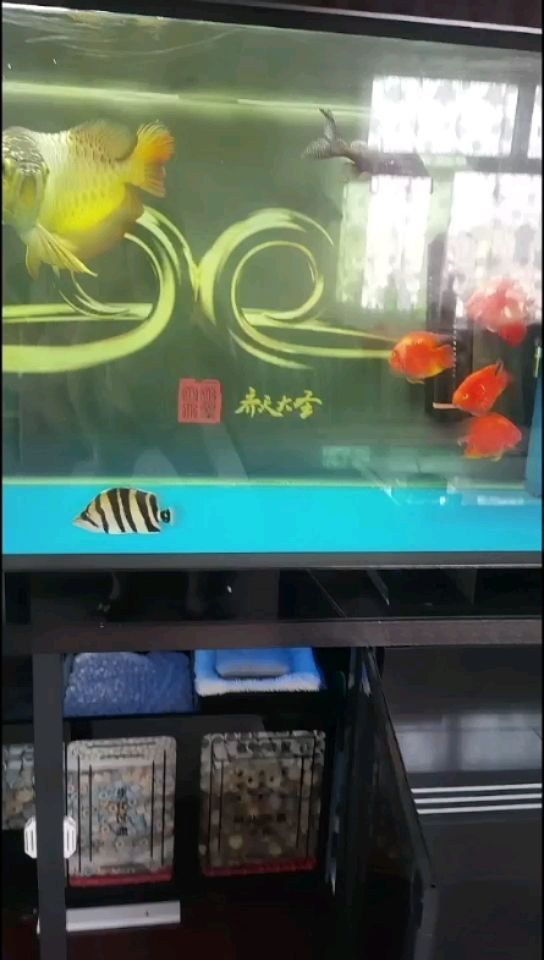 魚缸內壁綠斑藻怎么清除視頻（魚缸壁的綠藻怎么清除）
