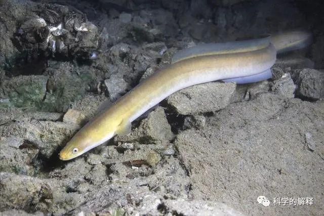 龍魚喂活小魚好還是冰凍的好：龍魚喂食活小魚之探秘，利弊權衡與科學飼喂法