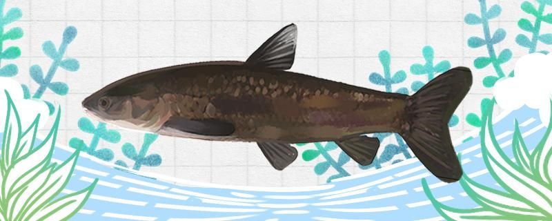 釣青魚用多大的鉤子合適 釣青魚用多大的鉤子合適 魟魚百科 第3張