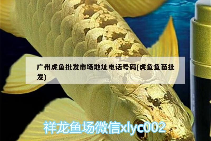 廣州虎魚批發(fā)市場地址電話號(hào)碼(虎魚魚苗批發(fā))