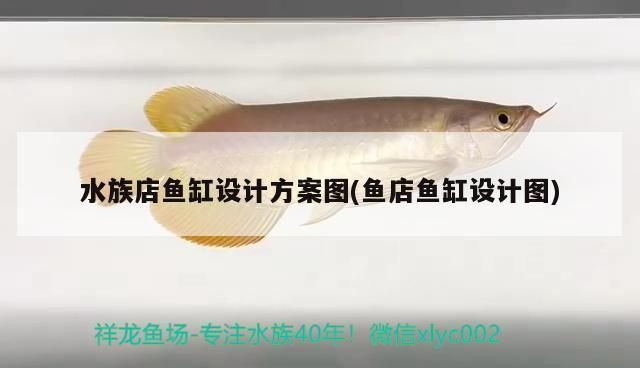 四紋虎魚缸布局設計案例，四紋虎魚缸布局設計案例展示
