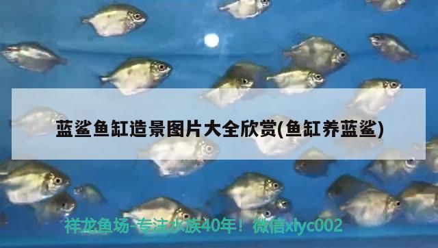 四紋虎魚缸布局設計案例，四紋虎魚缸布局設計案例展示