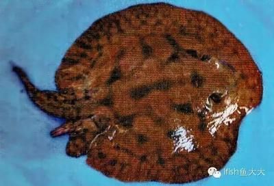 魟魚(yú)腸胃炎加溫和換水能好嗎：魟魚(yú)腸胃炎加溫和換水能好嗎[需手動(dòng)填充]魚(yú)腸胃炎加溫和換水能好嗎
