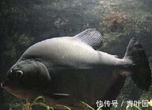 瑞龍魚缸產(chǎn)品介紹怎么寫，瑞龍魚缸產(chǎn)品介紹