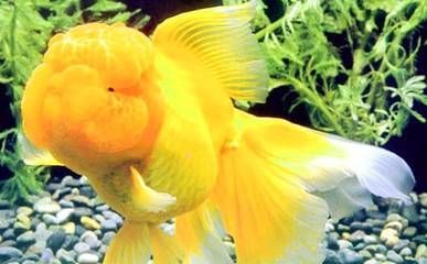 瑞龍魚缸產(chǎn)品介紹怎么寫，瑞龍魚缸產(chǎn)品介紹