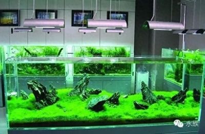 金龍魚吃小魚嘛