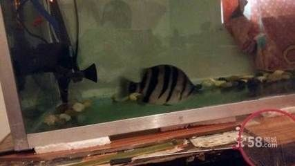 虎皮魚與三紋虎魚飼料差異，虎皮魚與三紋虎魚在飼養(yǎng)過程中對(duì)飼料的要求有所不同