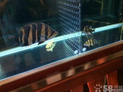 虎皮魚與三紋虎魚飼料差異，虎皮魚與三紋虎魚在飼養(yǎng)過程中對(duì)飼料的要求有所不同