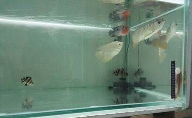 四紋虎魚繁殖期光照調整方法，四紋虎魚繁殖期光照的調整方法