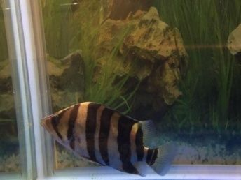 四紋虎魚繁殖期光照調整方法，四紋虎魚繁殖期光照的調整方法