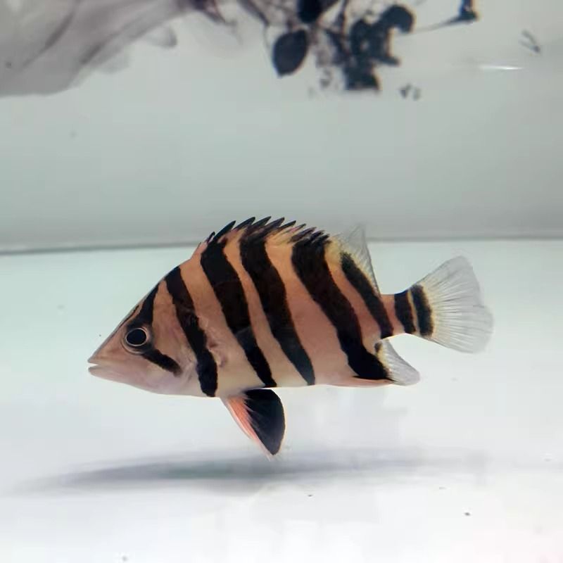 四紋虎魚繁殖期光照調整方法，四紋虎魚繁殖期光照的調整方法