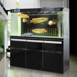 金龍魚魚缸底色搭配方法，金龍魚魚缸底色搭配方法和注意事項金龍魚魚缸裝飾品選擇指南