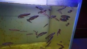 5cm雷龍魚苗子喂食