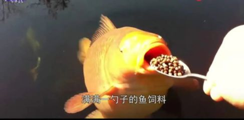 龍魚吃錦鯉飼料沒事吧視頻，龍魚可以吃錦鯉飼料嗎