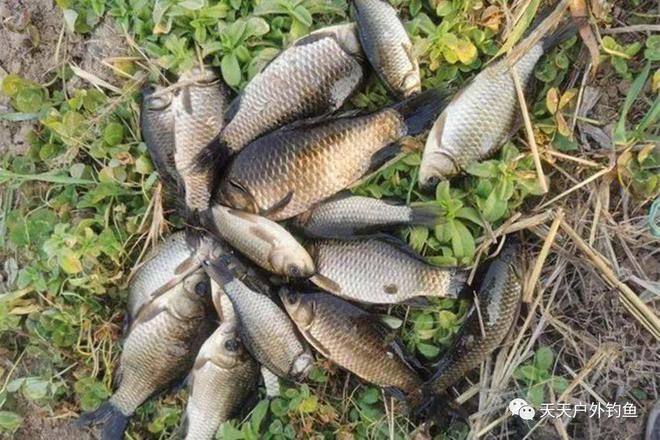 最貴龍魚什么品種最好養(yǎng)活的魚：探尋龍魚世界，最貴與易養(yǎng)品種大揭秘