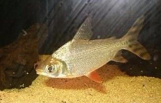 龍魚(yú)爛鰭怎么回事圖片視頻講解大全：龍魚(yú)爛鰭之謎，探尋背后原因與應(yīng)對(duì)之法