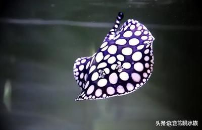 魟魚不動了怎么搶救：魟魚不動了怎么辦