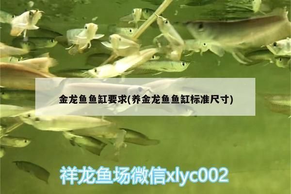 金龍魚魚缸尺寸是多少厘米，金龍魚魚缸養殖密度標準