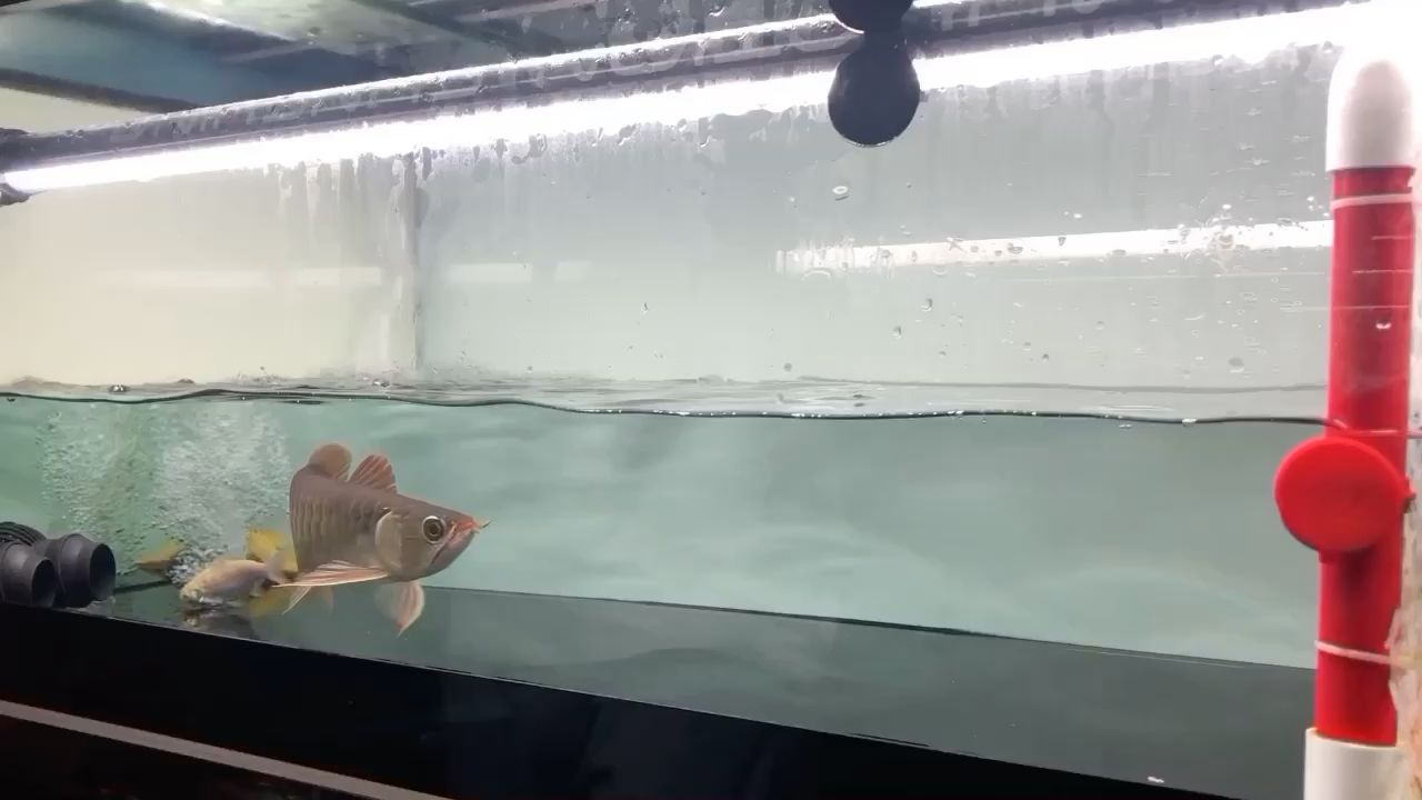這家伙有兩下子 這家伙有兩下子 魟魚(yú)百科 第1張