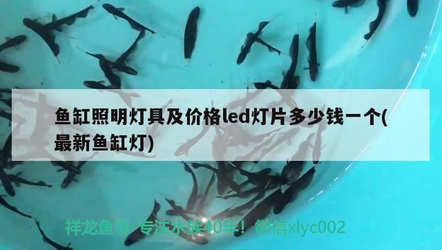 這家伙有兩下子 魟魚(yú)百科 第3張 這家伙有兩下子 這家伙有兩下子 魟魚(yú)百科 第3張