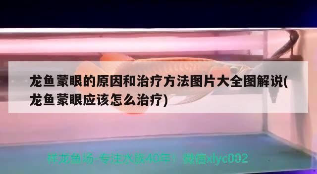 這家伙有兩下子 魟魚(yú)百科 第4張 這家伙有兩下子 這家伙有兩下子 魟魚(yú)百科 第4張