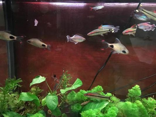 黑影道人魚最佳搭配，黑影道人魚與龍魚混養(yǎng)注意事項，黑影道人魚混養(yǎng)注意事項