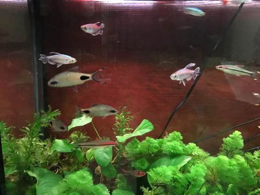 黑影道人魚最佳搭配，黑影道人魚與龍魚混養(yǎng)注意事項，黑影道人魚混養(yǎng)注意事項