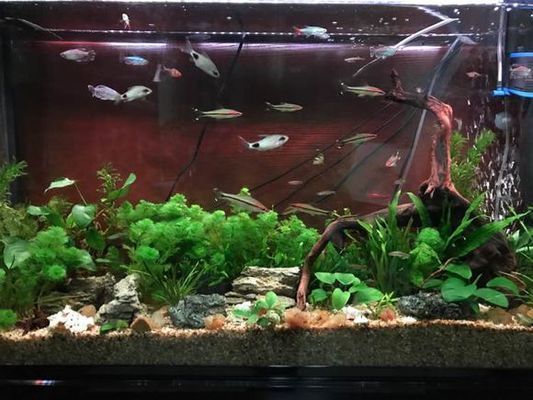 黑影道人魚最佳搭配，黑影道人魚與龍魚混養(yǎng)注意事項，黑影道人魚混養(yǎng)注意事項