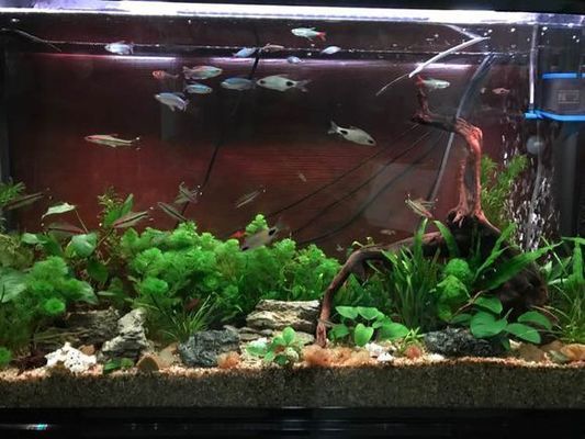 黑影道人魚最佳搭配，黑影道人魚與龍魚混養(yǎng)注意事項，黑影道人魚混養(yǎng)注意事項